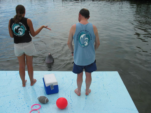 Playing with Dolphins