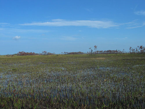 A Sea of Grass