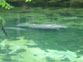 Manatee and Calf