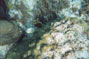 Coral Reef